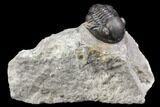 Detailed Gerastos Trilobite Fossil - Morocco #141684-1